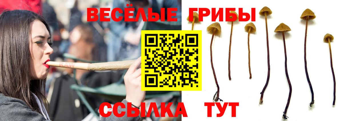 Галлюциногенные грибы Psilocybe Кувандык
